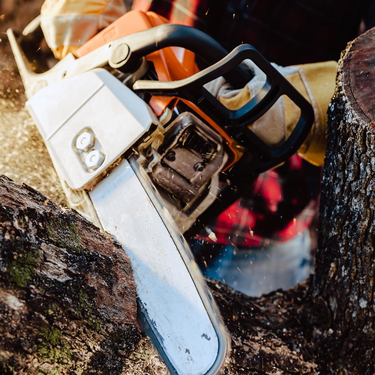 A person is using a chainsaw to cut a tree