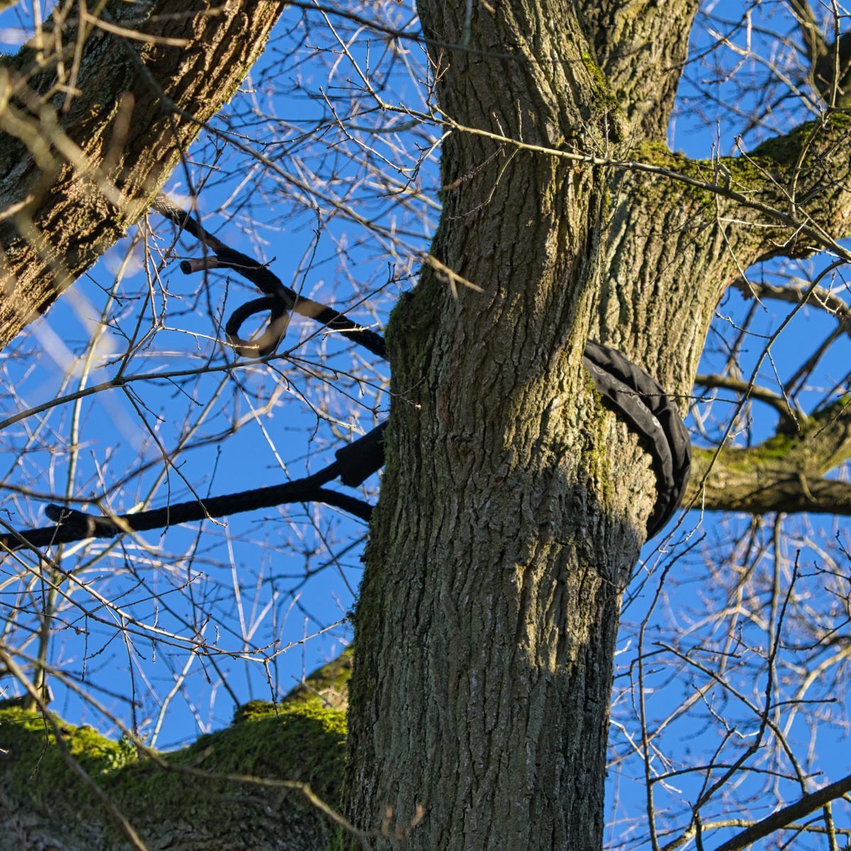 A tree with a blue sky in the background