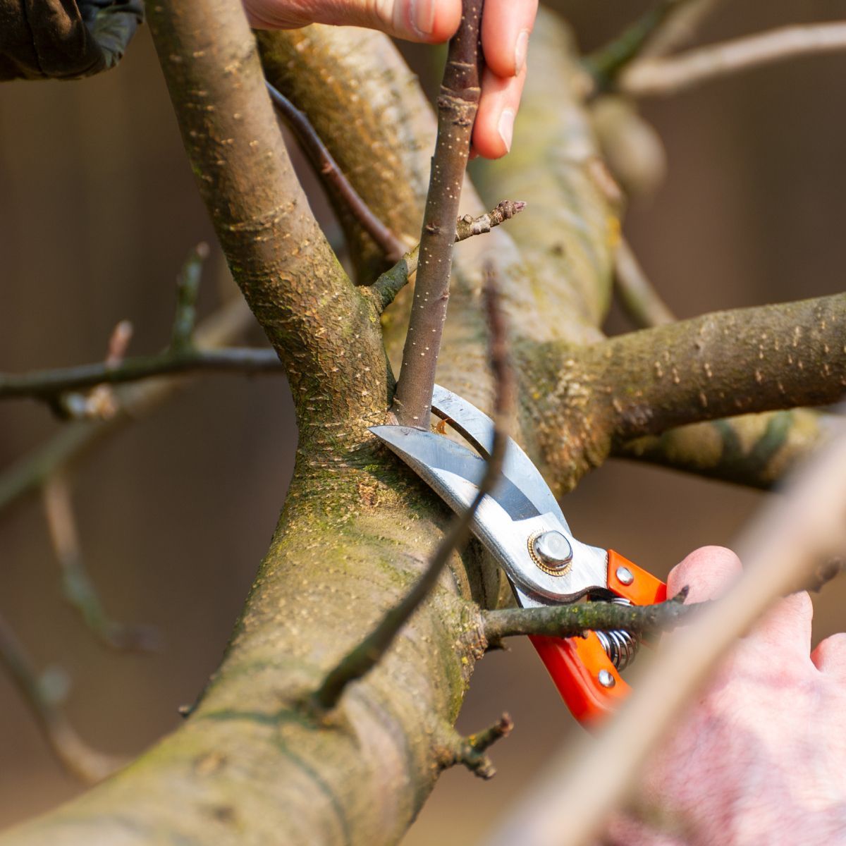 A person is cutting a tree branch with a pair of scissors