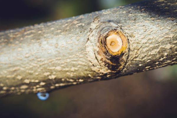 A close up of a tree branch with water drops on it.