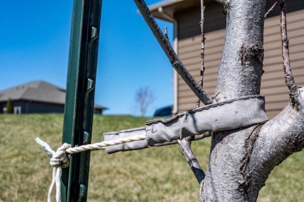 A tree is tied to a fence post with a rope.
