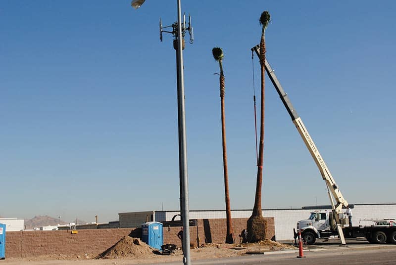 Installing Palm Trees - Custom Landscaping in Henderson, NV