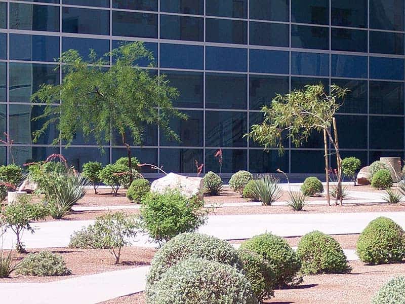 Walkway with Trees and Shrubs - Commercial Landscaping Services in Henderson, NV