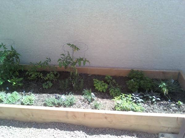Small Plants - Planting and Lawn Care Services in Henderson, NV