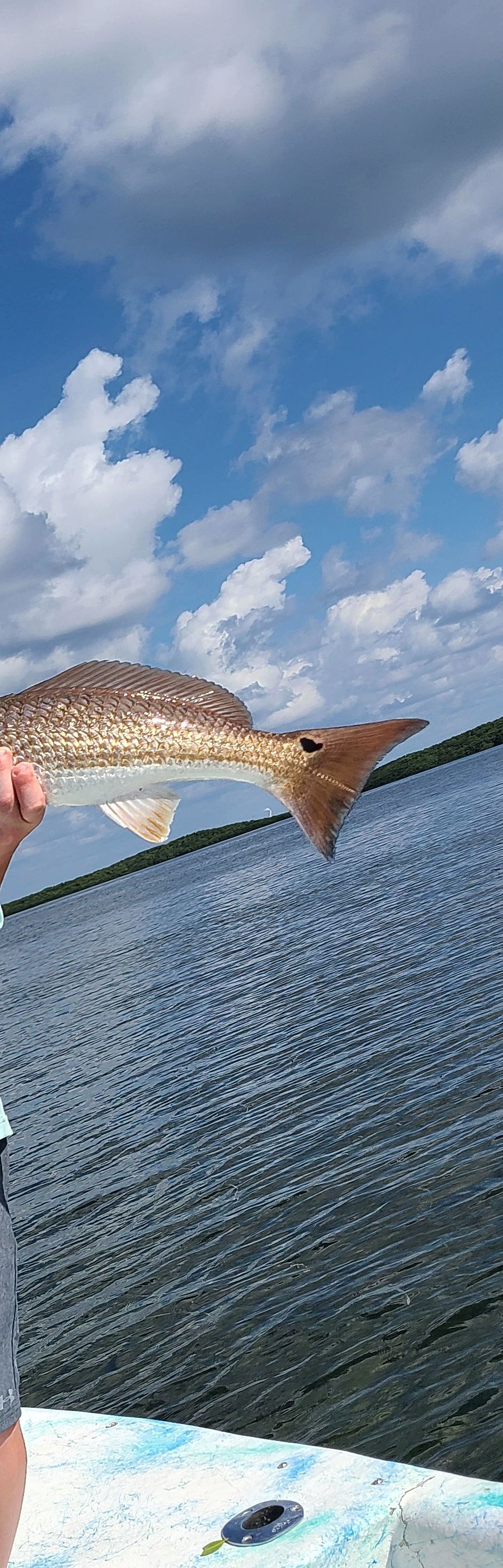A person is holding a fish in their hand in front of a body of water.