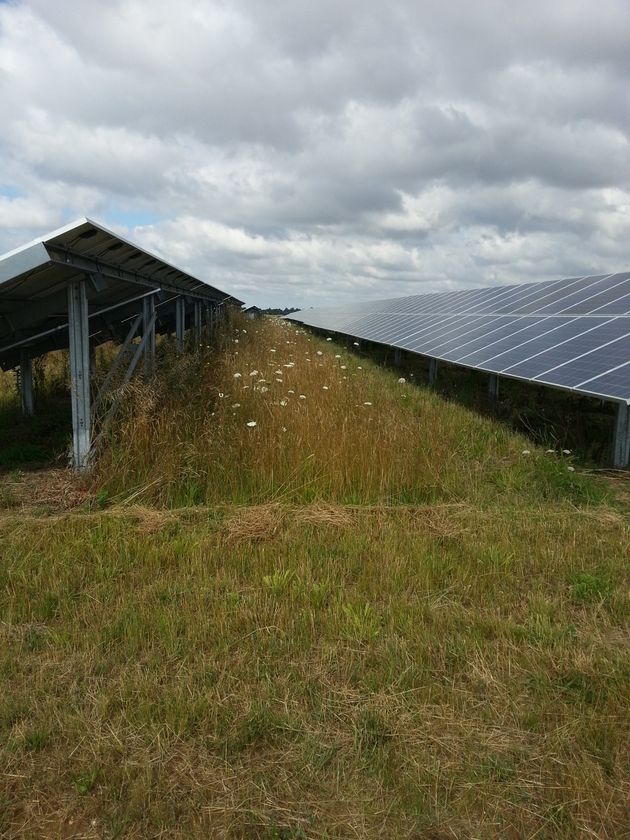 solar farm panels before grass cutting
