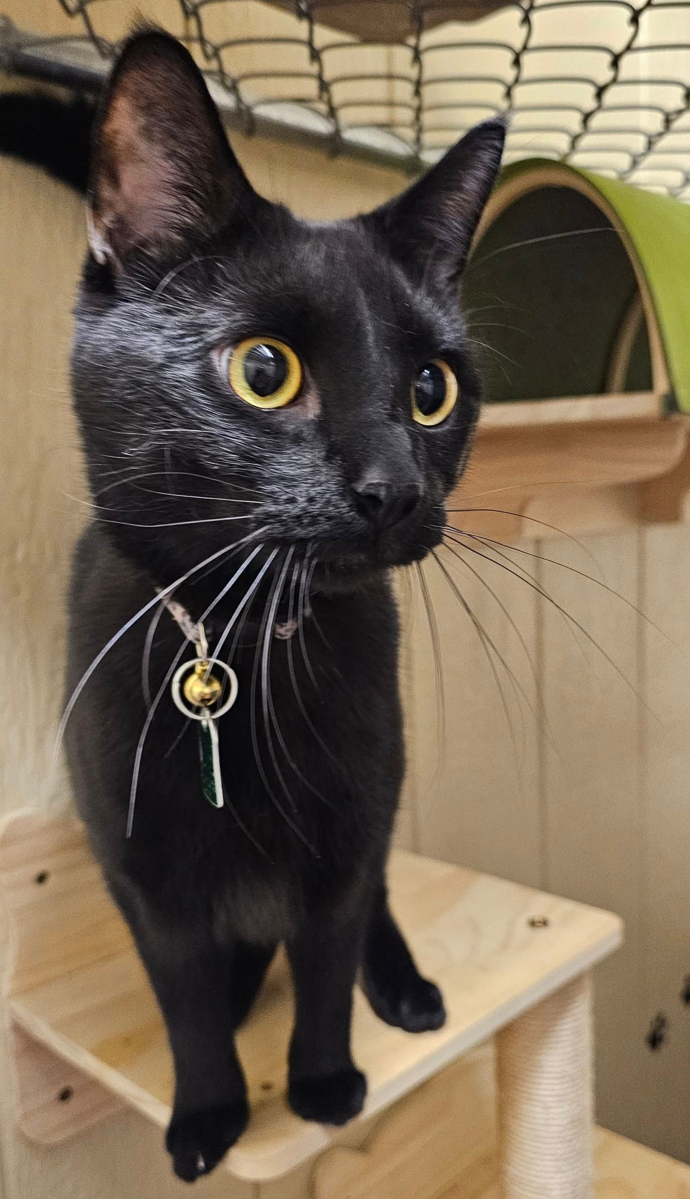 laura-s-dog-retreat-policy-section