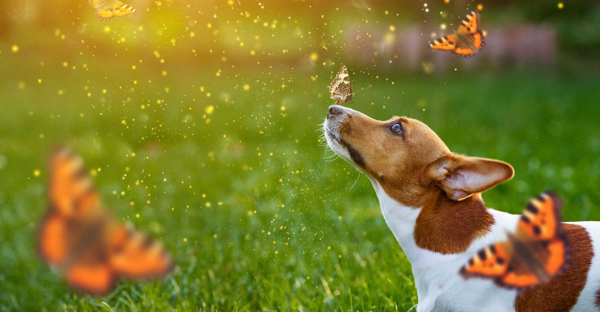Dog sniffing a butterfly on its nose, surrounded by orange butterflies in a grassy field.