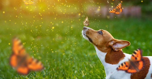 Dog sniffing a butterfly on its nose, surrounded by orange butterflies in a grassy field.