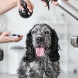 laura-s-pet-retreat-reviews