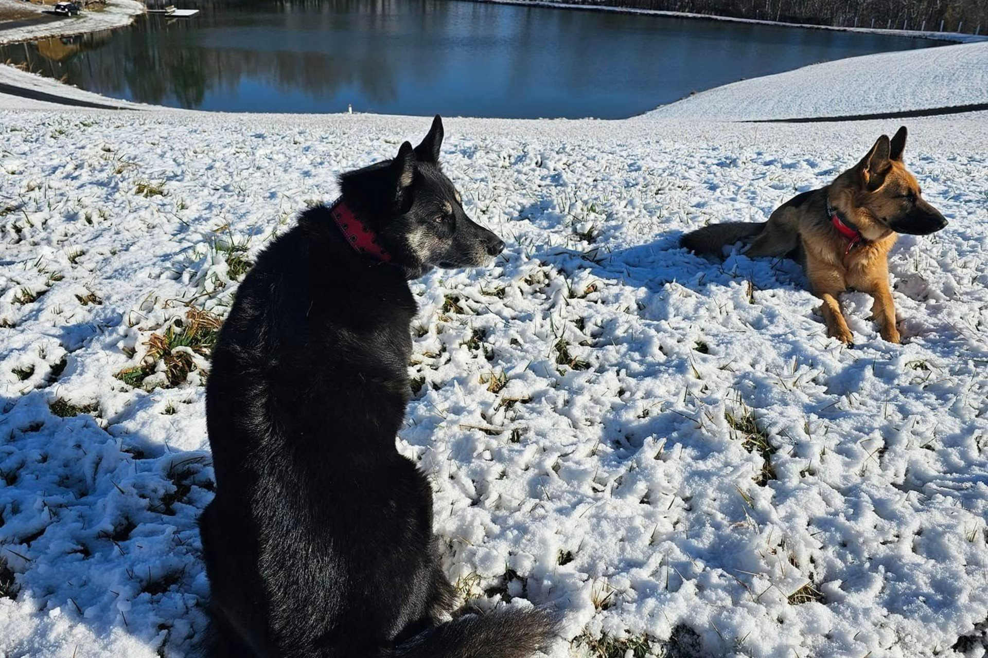 laura-s-pet-retreat-reviews