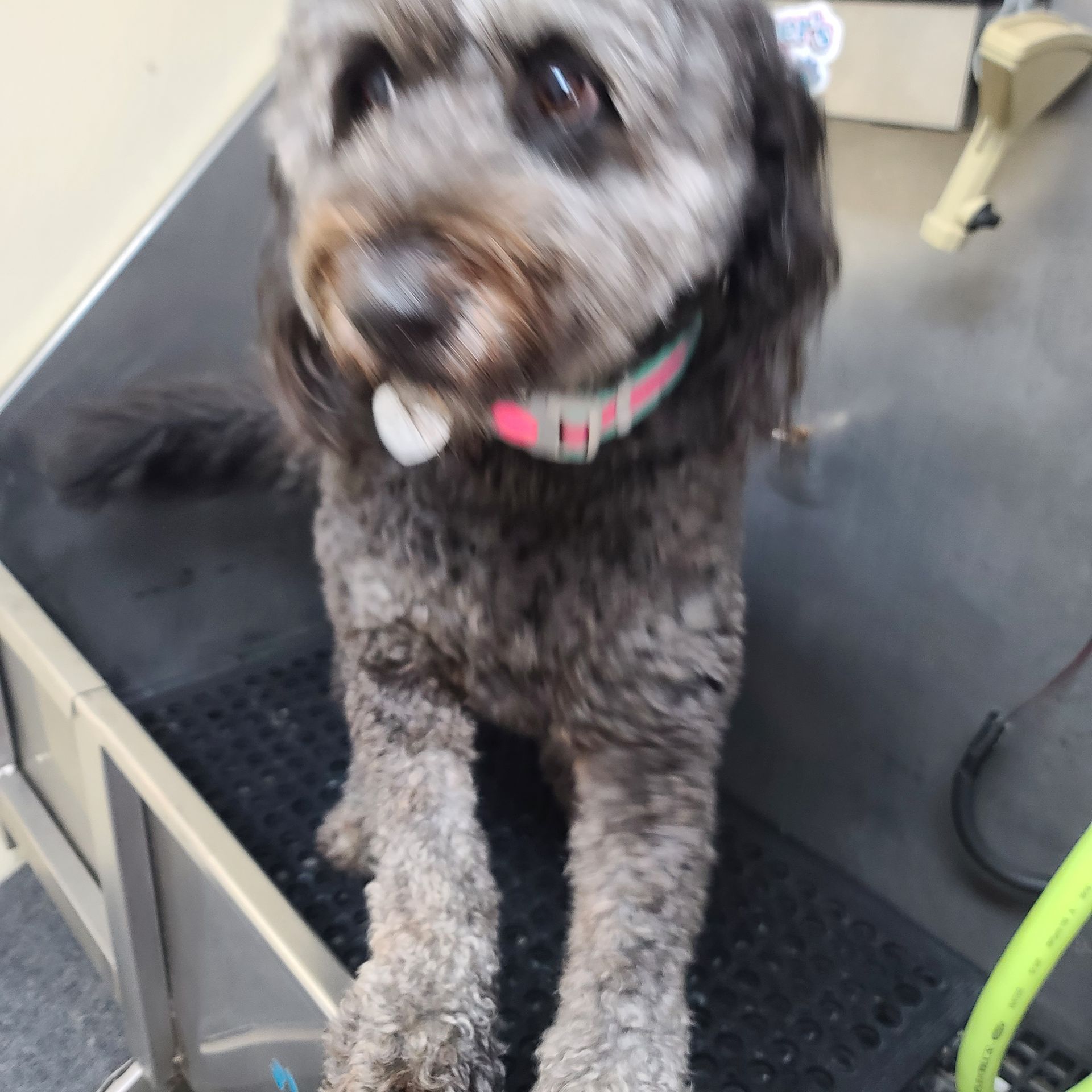 laura-s-day-care-pet-bath