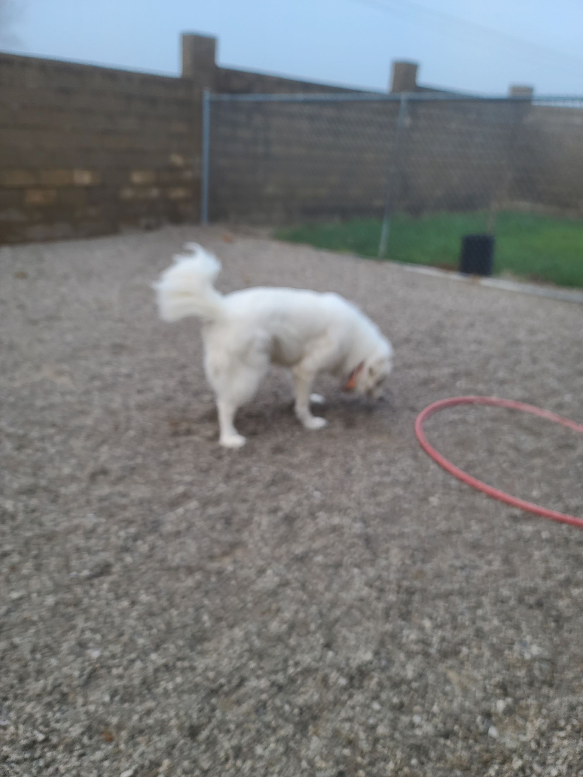 laura-s-day-care-pet-care