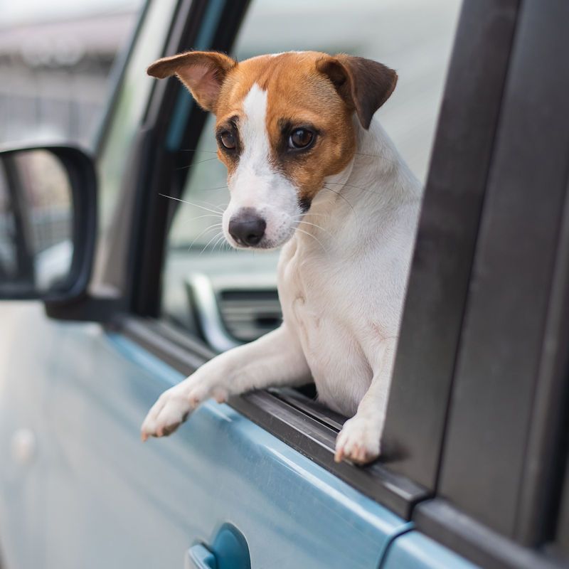 Dog with brown and white fur, looking out of a blue car window.