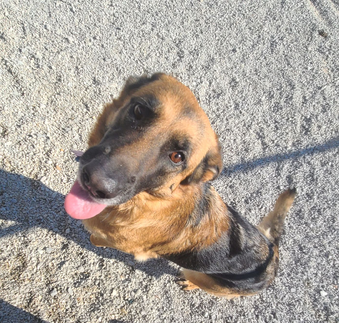 aura-s-dog-policy-drop-off.