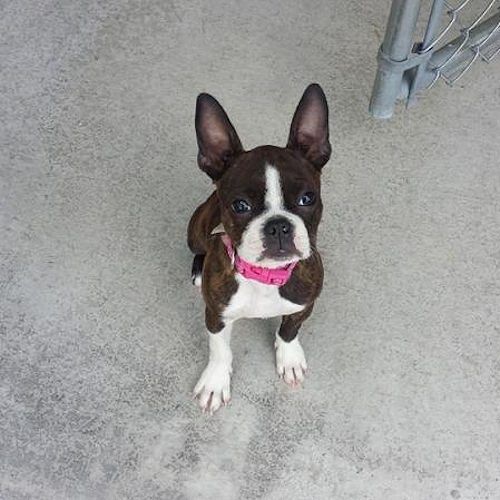 Boston Terrier puppy with a pink collar sits on gray concrete, looking up.