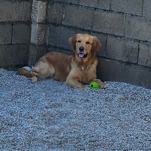 Golden retriever dog with ball, lying on gravel next to a gray brick wall, panting.