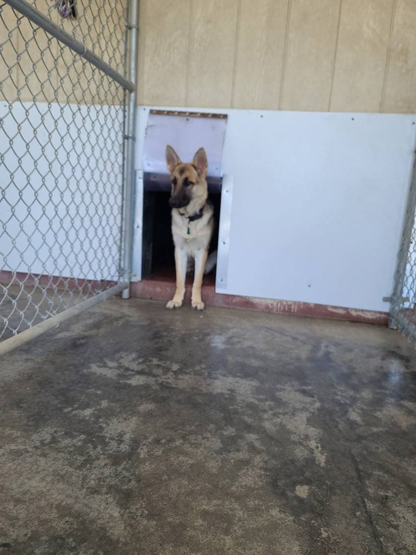 laura-s-dog-retreat-pet-services.