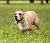  laura-s-dog-retreat-policy-section