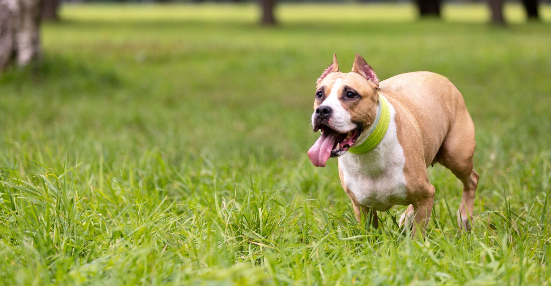 Tan and white dog with mouth open, panting, in green grass with trees in the background.