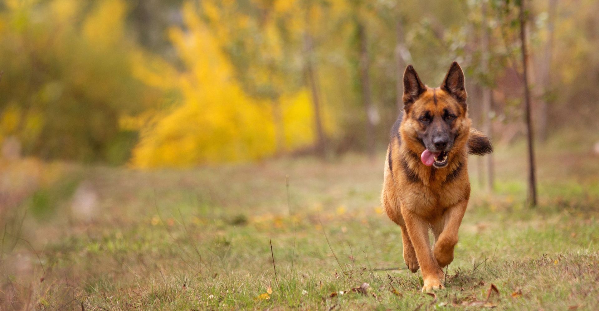  laura-s-dog-retreat-policy-section