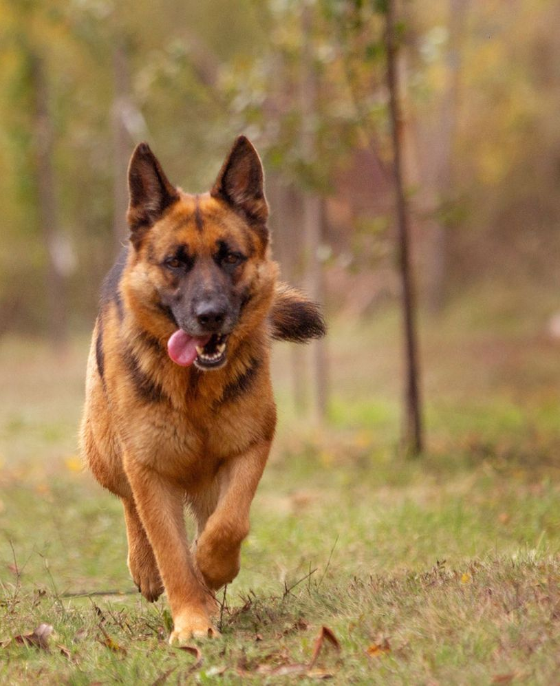 aura-s-dog-retreat-pricing-header-1