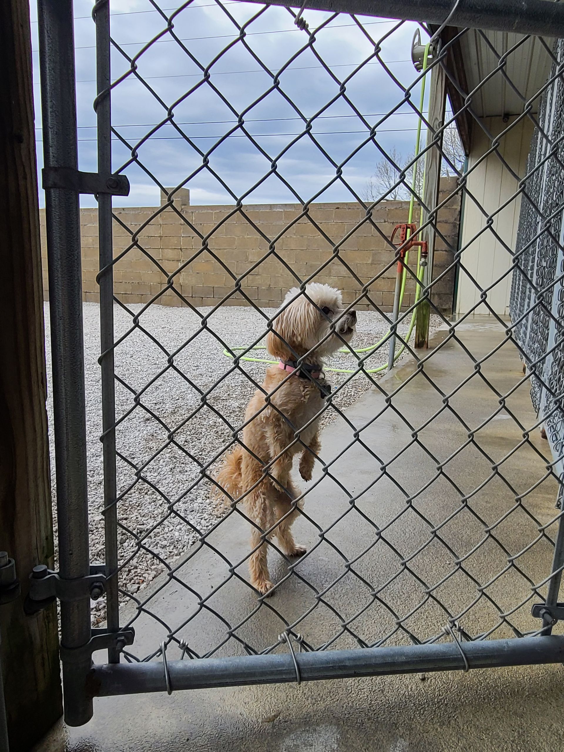 laura-s-dog-retreat-puppet