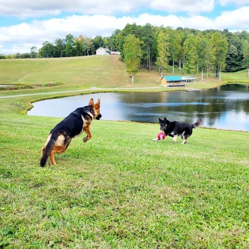 Two dogs playing fetch near a lake in a grassy field. A German Shepherd leaps, and a black dog waits.