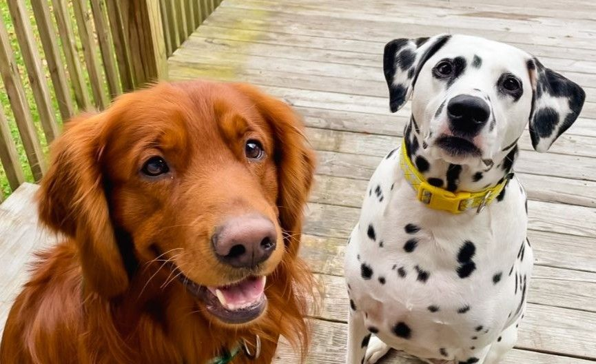 laura-s-dog-retreat-pet-care-home