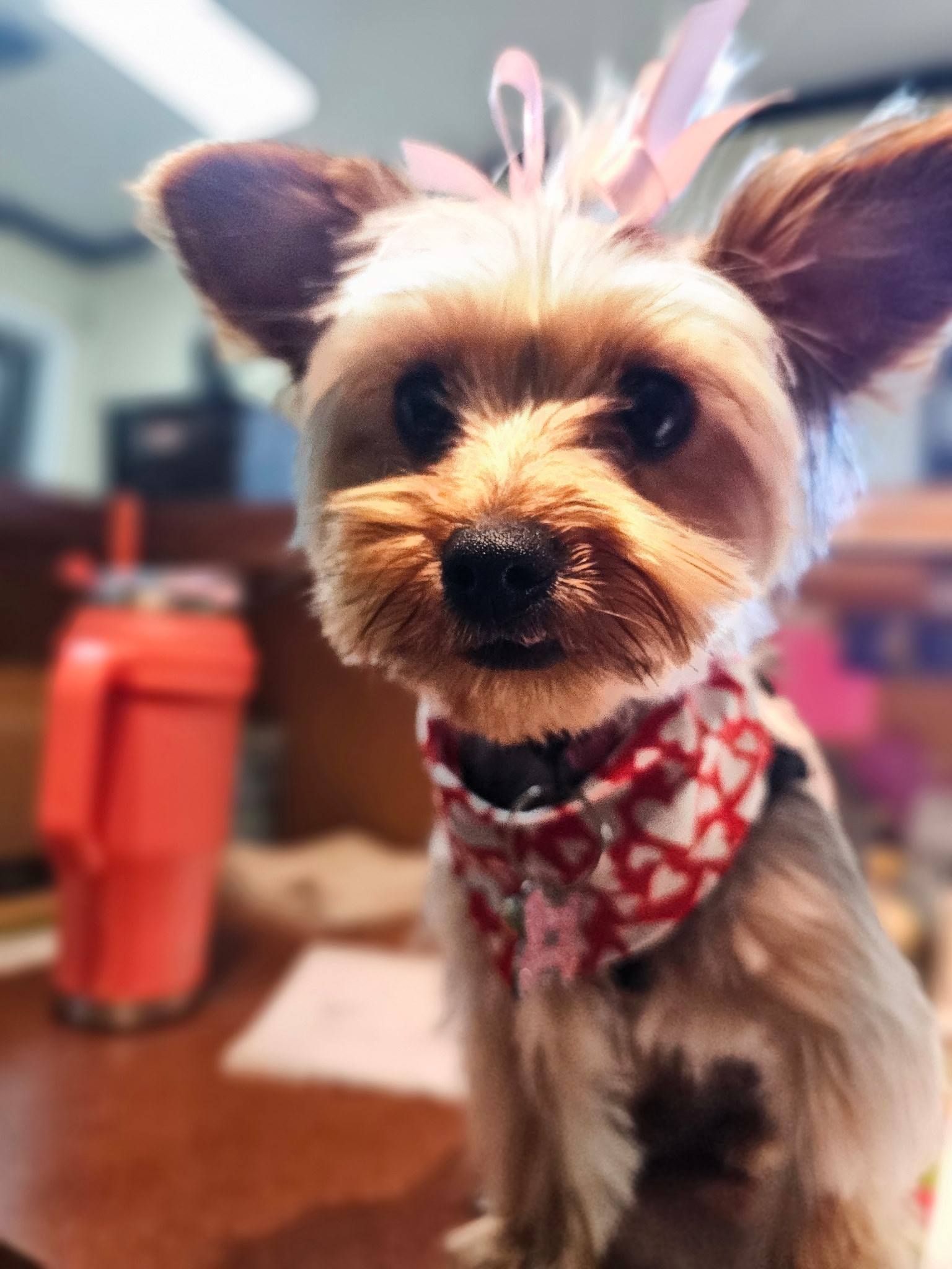 laura-s-dog-retreat-policy-section