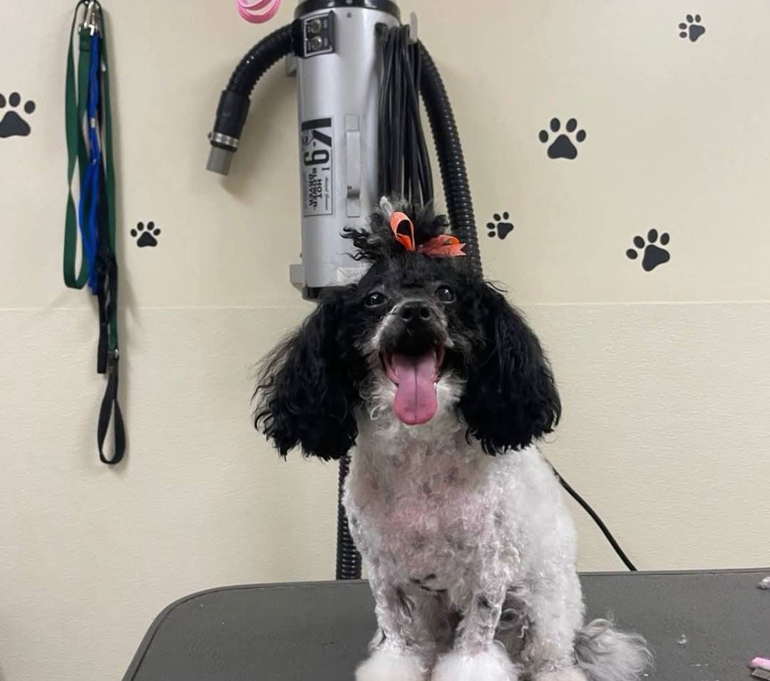 laura-s-dog-retreat-policy-section