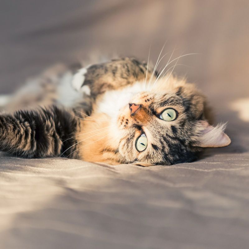 A tan Dachshund puppy with floppy ears sits in a person's lap, gazing forward with a slight smile.