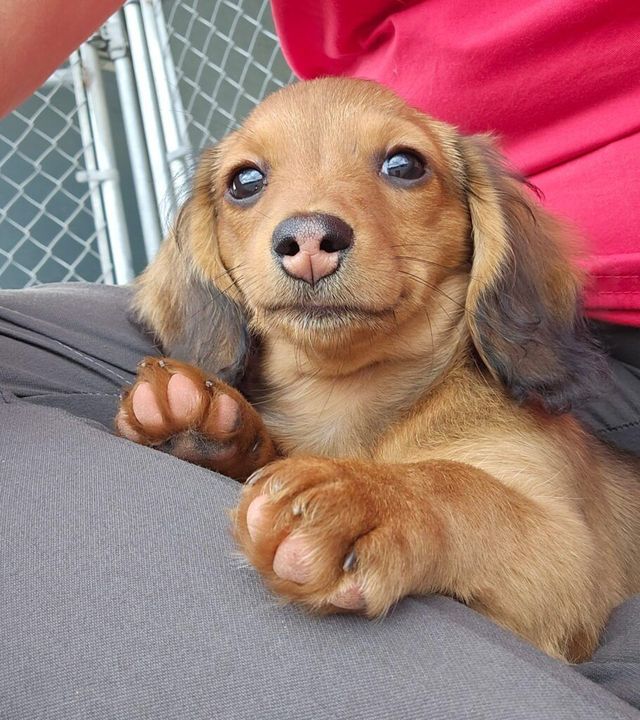 Brown dachshund puppy resting in someone's lap, looking up with a soft expression.