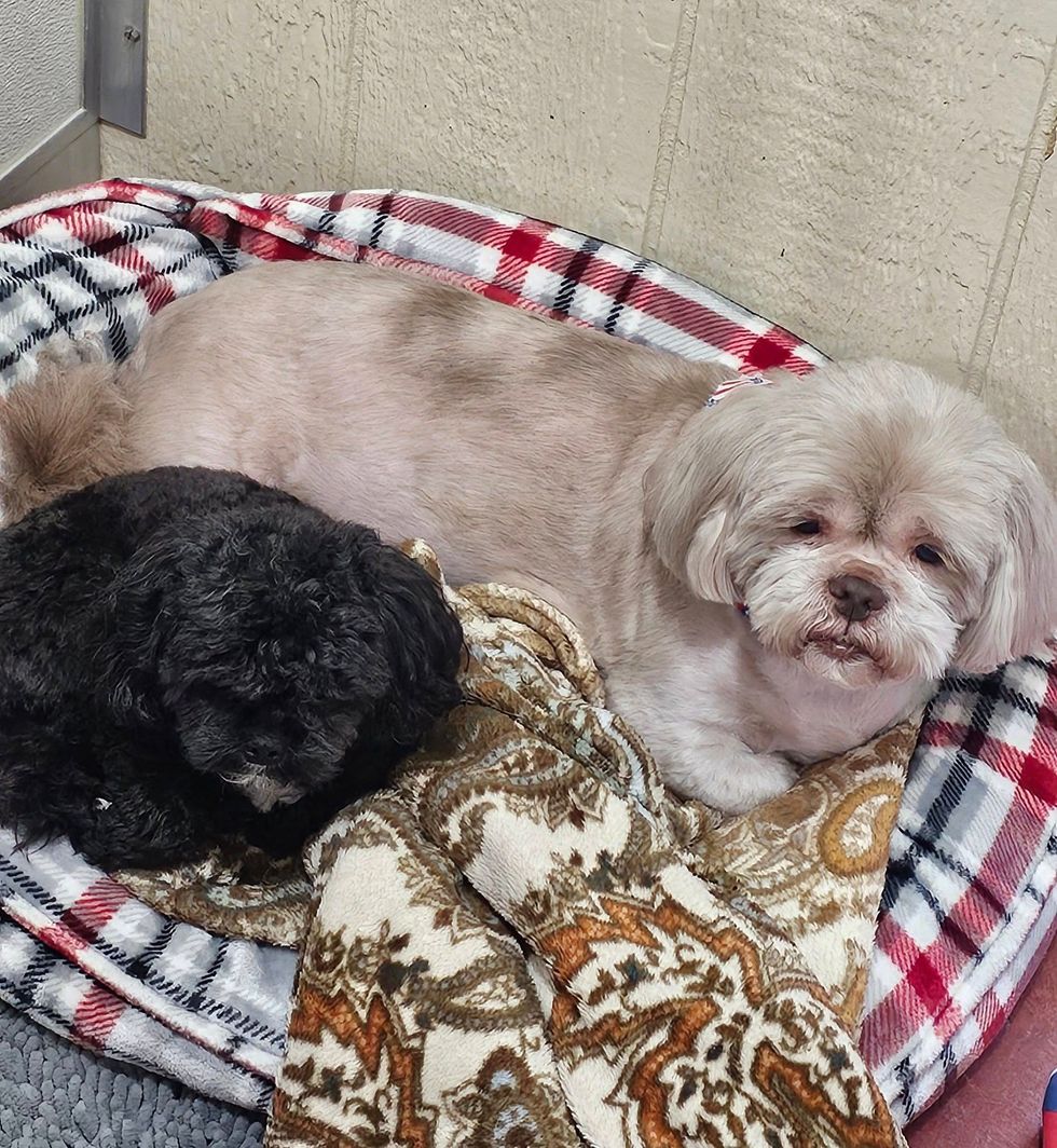 aura-s-dog-retreat-policy-section