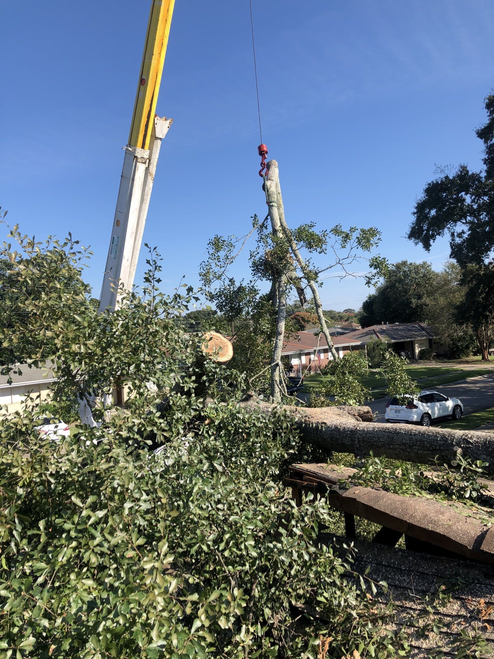 Tree Removal Baton Rouge LA Driven Tree Services
