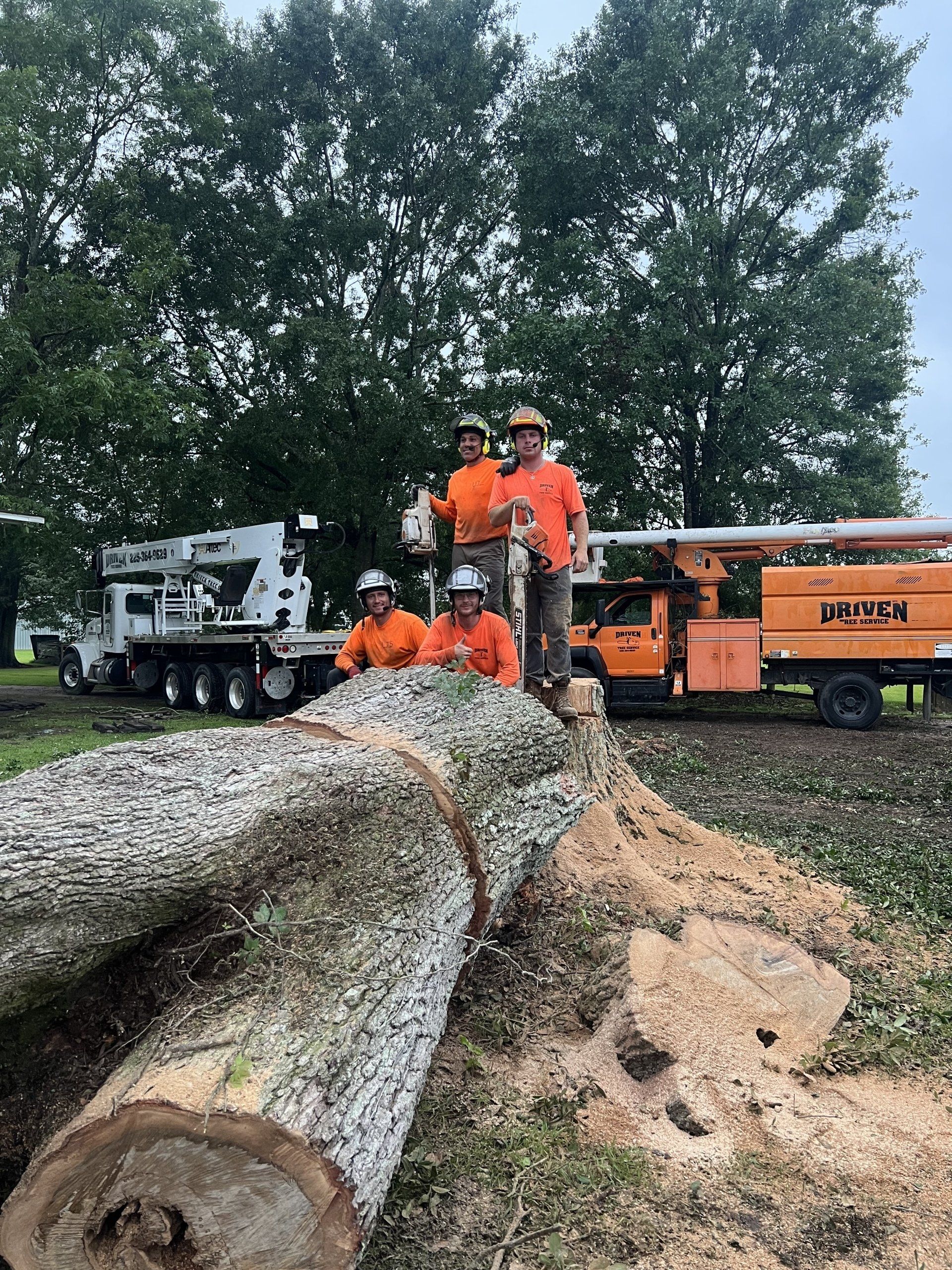 Tree Removal Baton Rouge LA Driven Tree Services