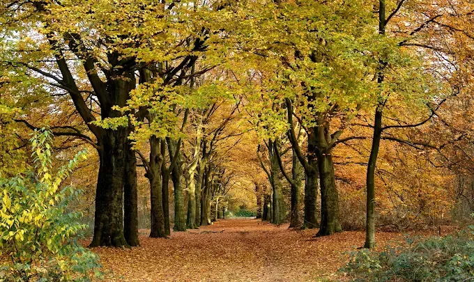 Pathway through trees with golden autumn leaves.