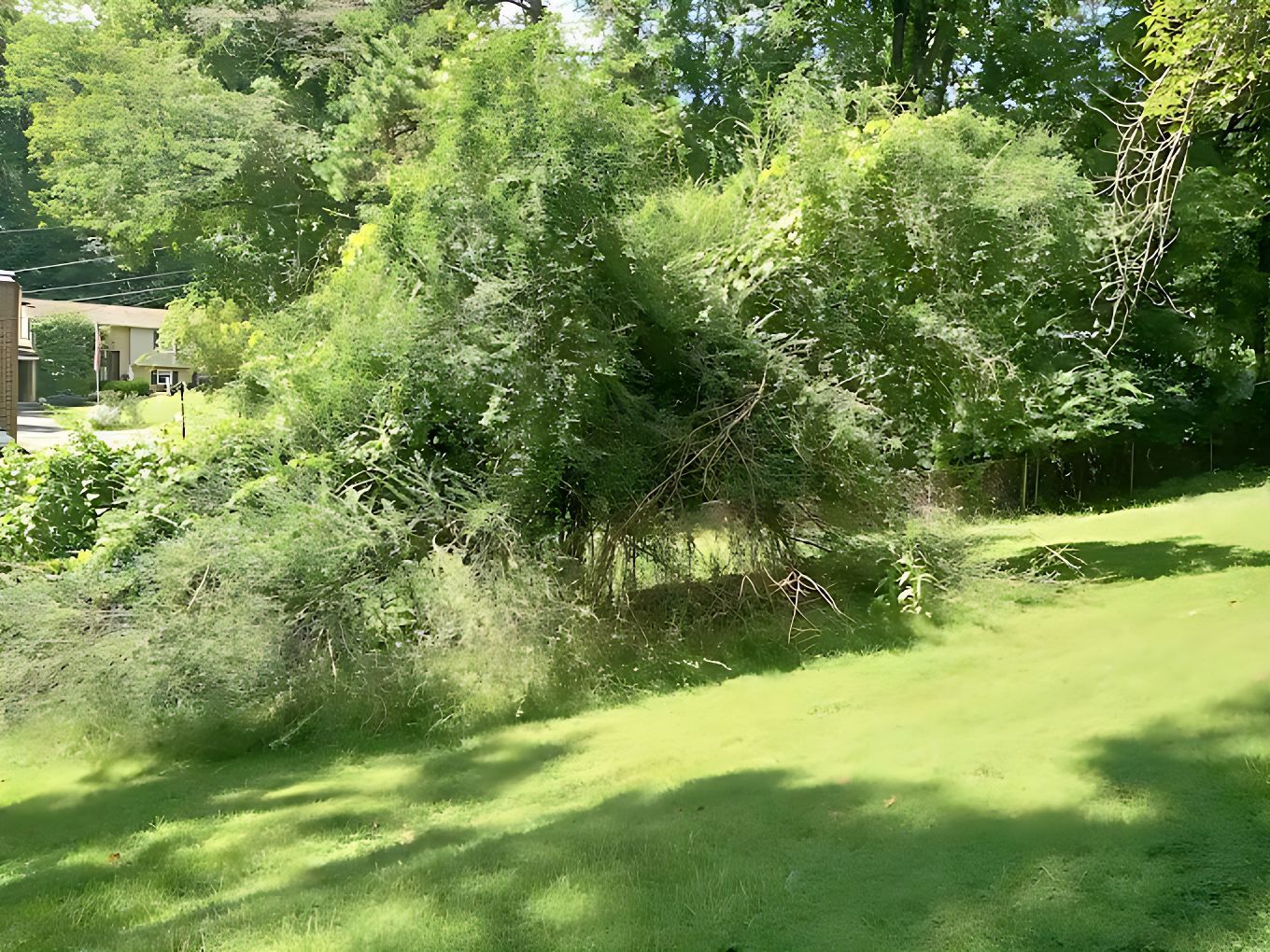 Green yard with a cluster of trees in the center. Sunlight on grass and other trees in the background.