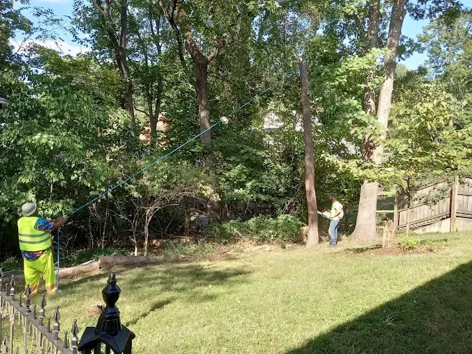 Two workers in a backyard cutting down a tree. One wears high-visibility clothing. Sunny day.