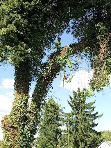 Arborist trimming a large tree covered in ivy, sunny sky.