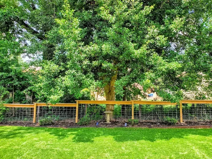 Lush green lawn with a tree centered behind a tan and wire fence.