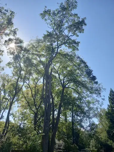 Tall tree with green leaves against a bright blue sky; sun shining through branches.