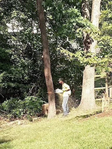 Person in a yellow vest examining a tree trunk marked with orange tape, outdoors near other trees and a fence.