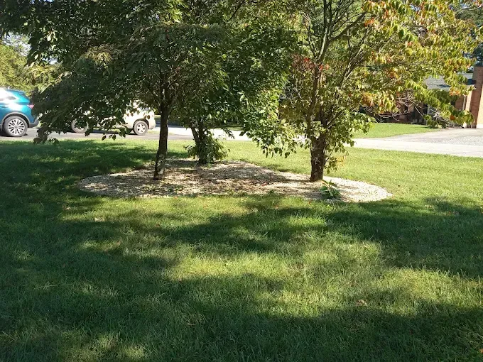 Lawn with trees surrounded by mulch, casting shadows in sunlight. Cars and a house are in the background.