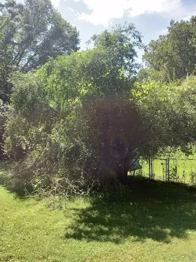 Lush green trees in a sunny meadow; shadow of the trees on the grass.