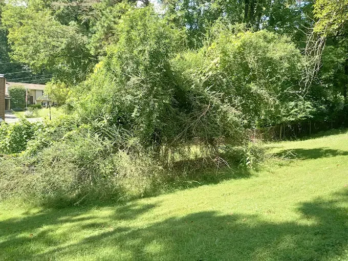 Green overgrown brush in a grassy yard with trees and a house in the background.