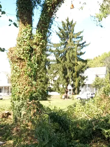 Ivy-covered tree trunk in focus, green grass, pine tree, and white houses in the background.