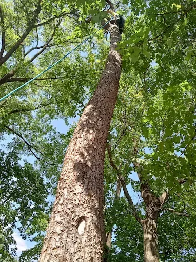 A tall tree with rough bark is being climbed by a person with a rope overhead. The sky is visible.