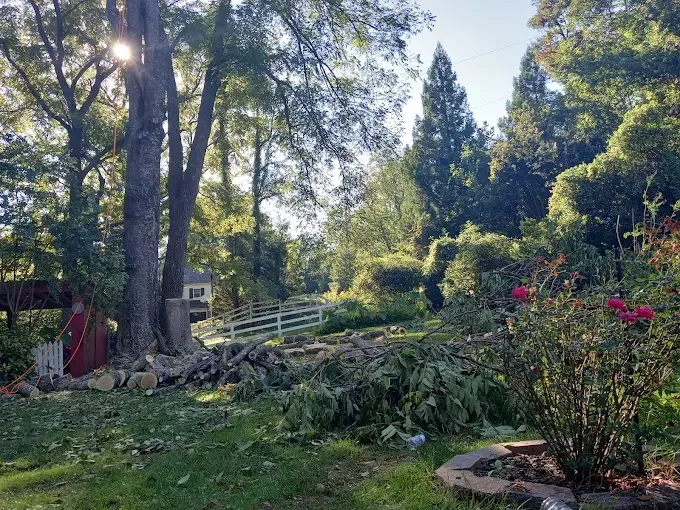 Yard with a large tree being trimmed; cut branches lie on the ground. Sunny day.