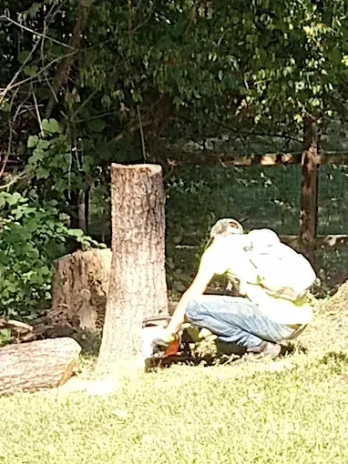 A person using a chainsaw to cut a tree stump in a yard, sunny day.